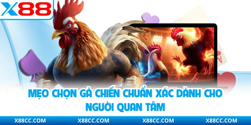 Mẹo Chọn Gà Chiến - Bí Quyết Nhận Diện Chiến Kê Chuẩn Xác 2 Mẹo chọn gà chiến chuẩn xác dành cho người quan tâm